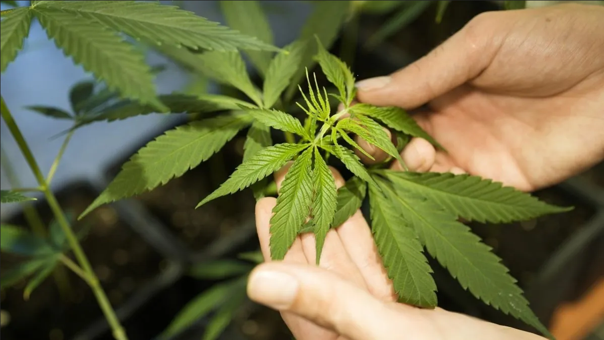 Alemania legaliza la marihuana para uso recreativo