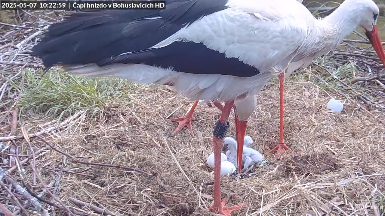 Tiešraide no stārķu skursteņa Bohuslavicē netālu no Trutnovas HD kvalitātē 4-31-59 screenshot