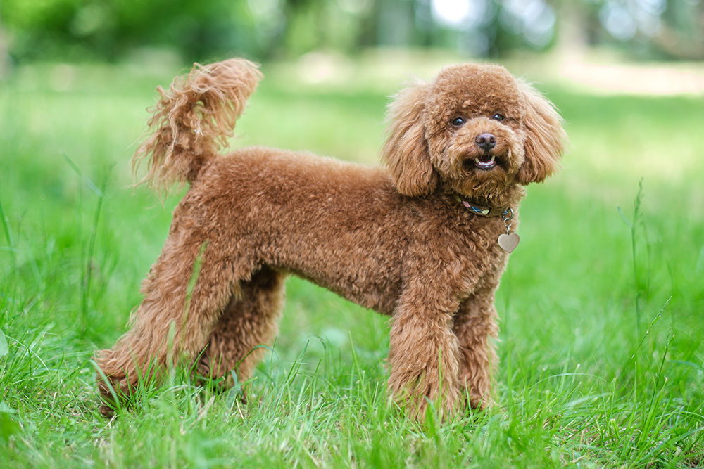 red toy poodle in the park Mykhaylo Kozelko Shutterstock