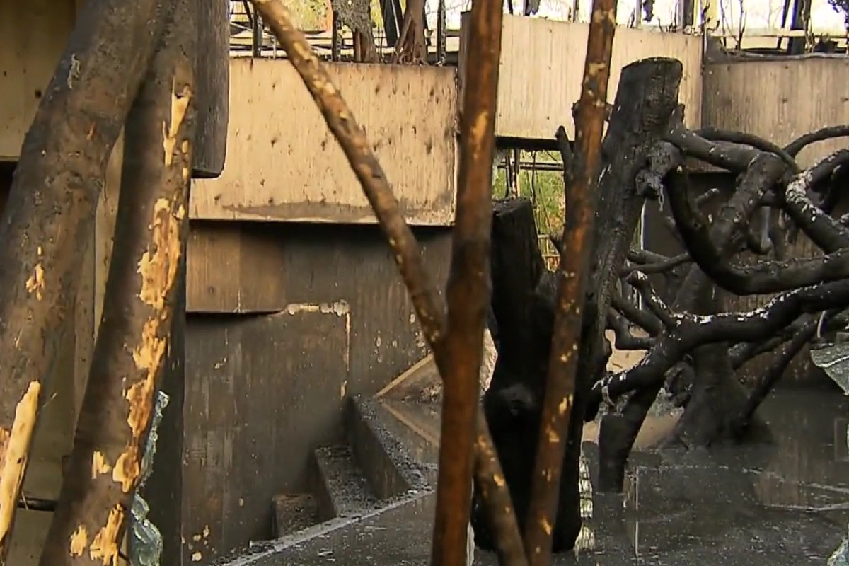 33-C54439-39-AE-4-D81-9-A79-499-DAF34-A1