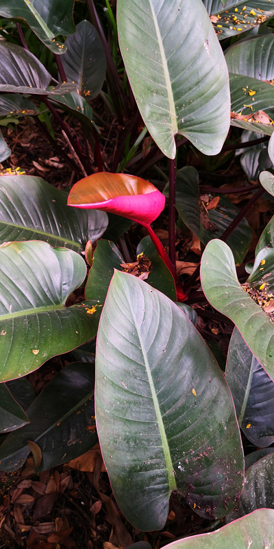 Black Cardinal Philodendron