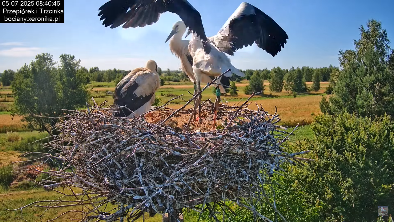 05072025bociany25