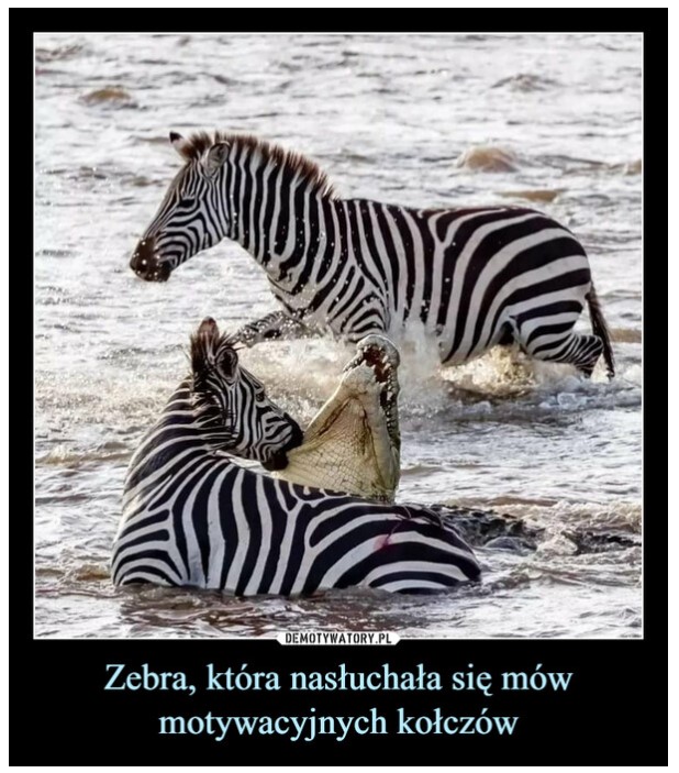 zebra.jpg