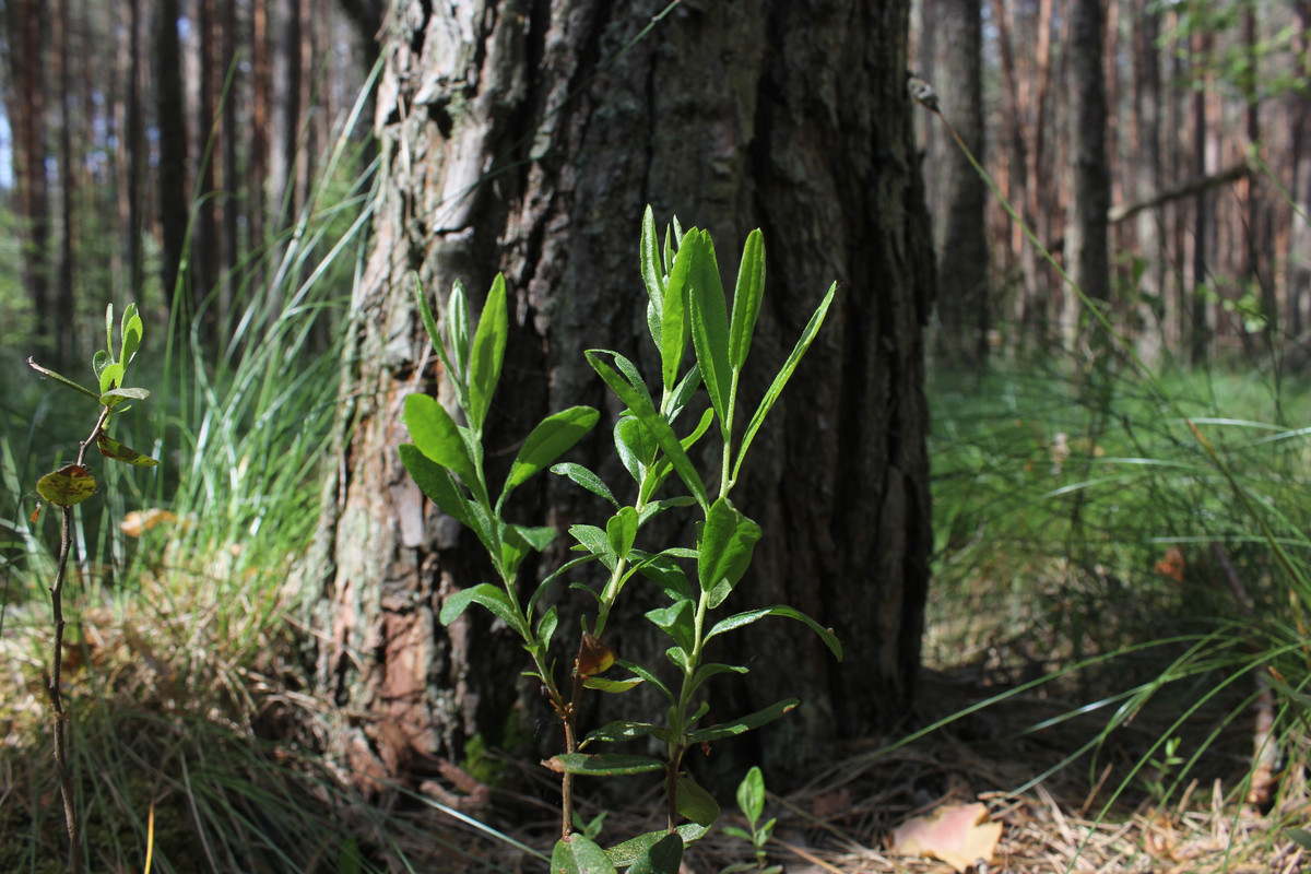 Шумовец 25 0601_14