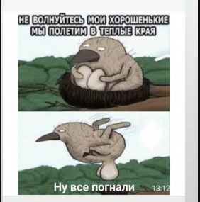 bird