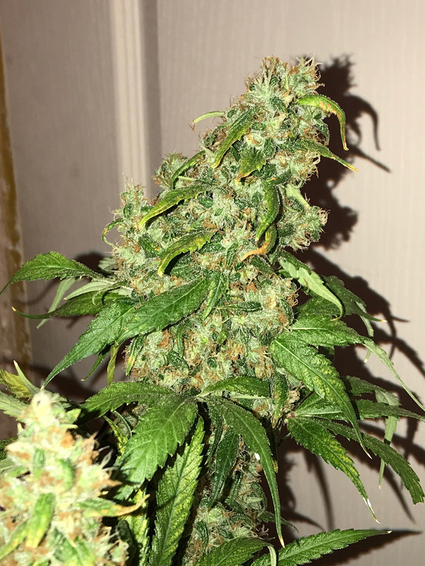 A2936470-D635-4216-8D04-1C3055B0371C