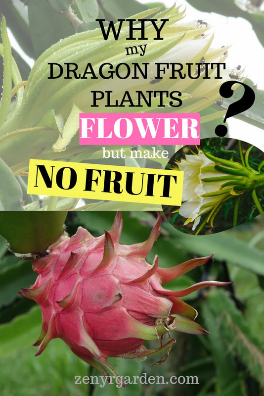 dragon-fruit-plant-no-fruit.jpg