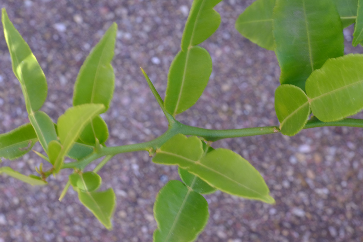 Yuzuthorns