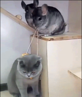 Amazing-Cat-GIF-2-crazy-Chinchillas-playing-Marionette-with-a-cool-cat-haha-they-re-so-funny-ok-c.gif