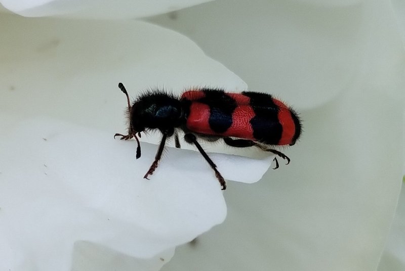 изображение_viber_2025-06-16_00-06-10-468