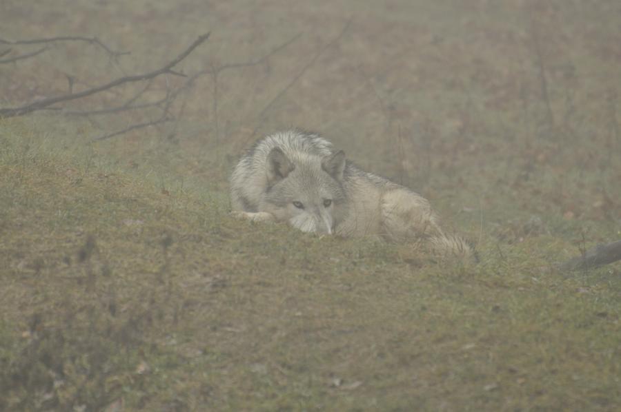 wolf-science-center-new-17-by-lakela-d4l27a5-fullview.jpg