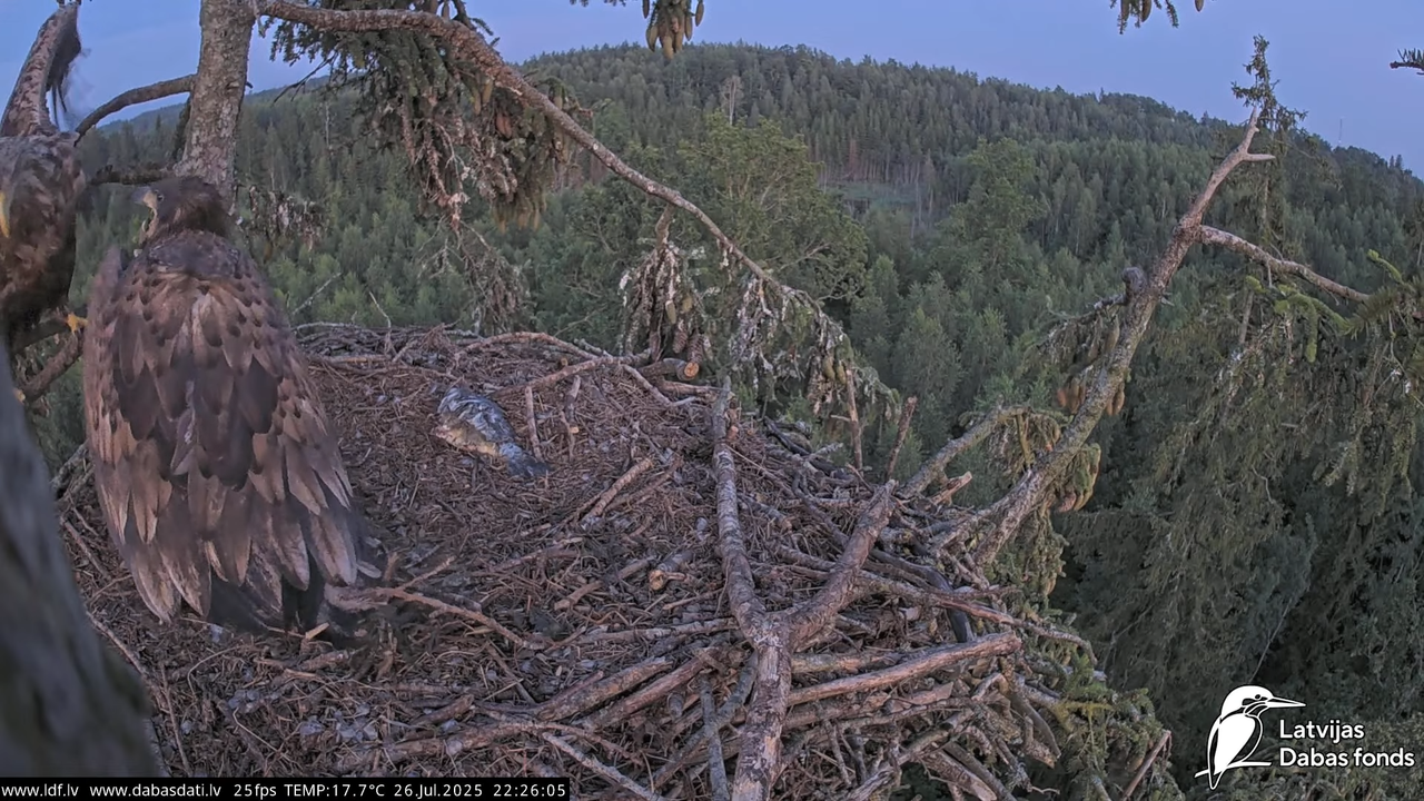 Jūras ērgļi (Haliaeetus albicilla) Durbē 14-5-27 screenshot