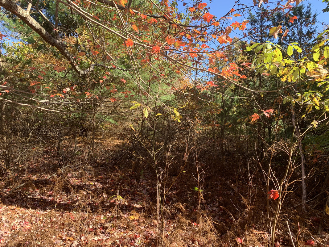 EEB5274A-9905-448E-BBE4-EB9C6FD2BE6D