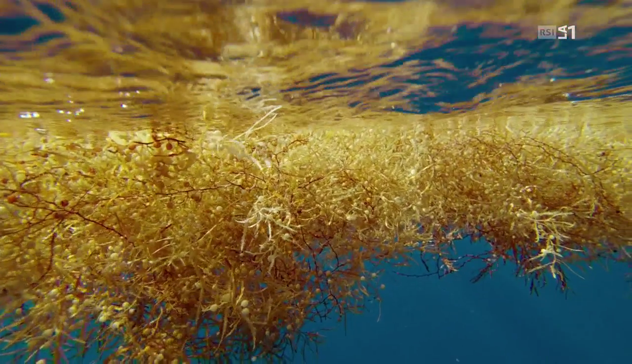 vlcsnap-2016-12-08-09h36m28s768