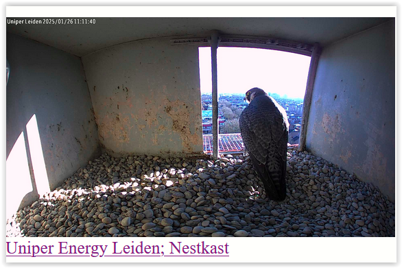 Screen Shot 01-26-25 at 11.07 AM