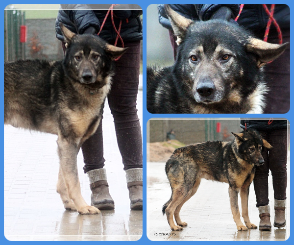 BeFunky-collage (15)