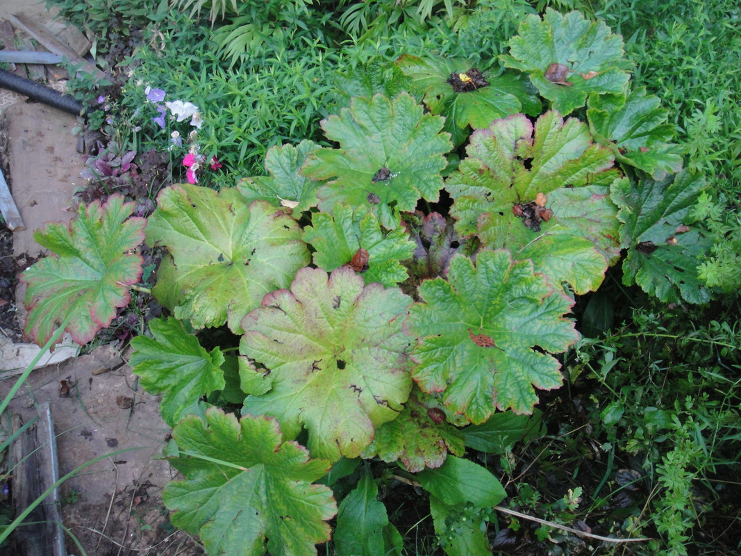 дармера листья