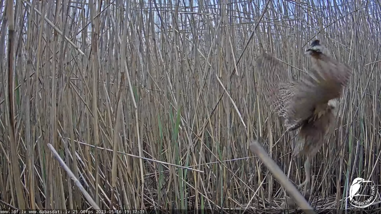 Lielais dumpis (Botaurus stellaris) Engurē - LDF tiešraide 11-27-2 screenshot