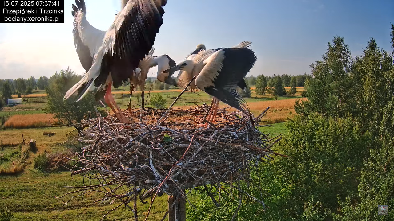 15072025bociany11