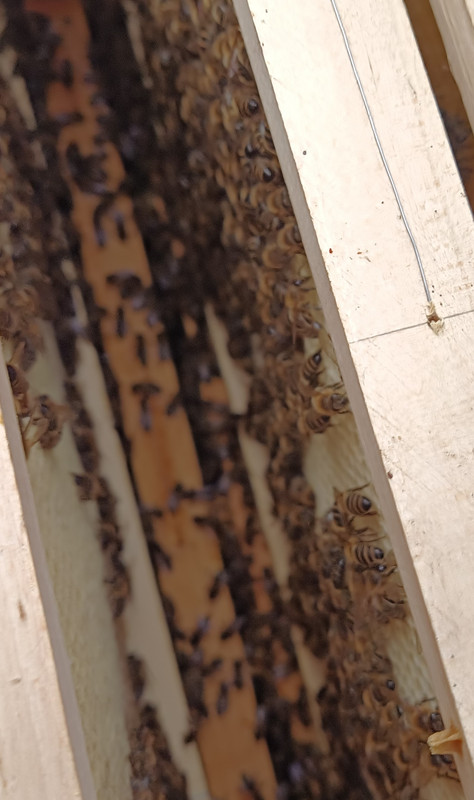 foto-z-31.3.2024nástavek mezistěn  rámky 24 cm