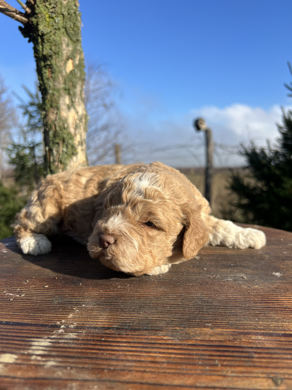 Lagotto Romagnolo puppies for sale at Ideal Dale kennel, Litter F 2025