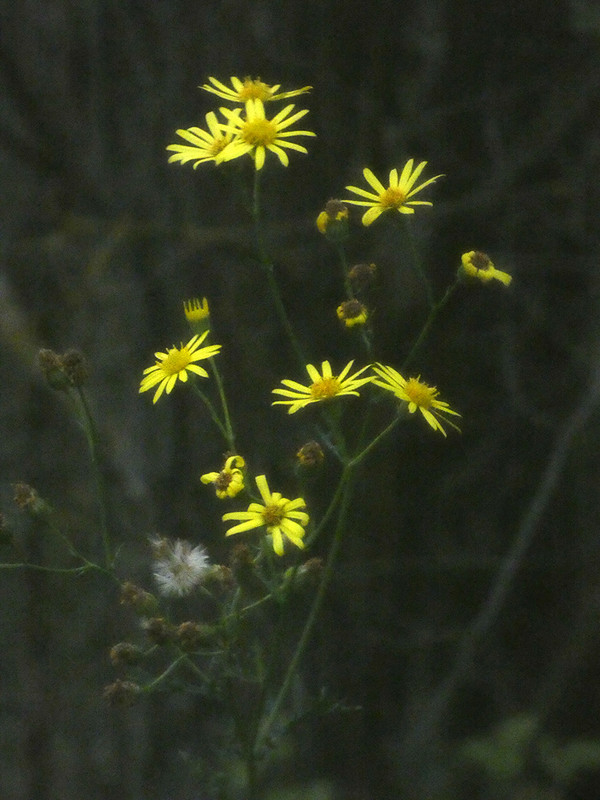 P1050962-0.1... (1024)