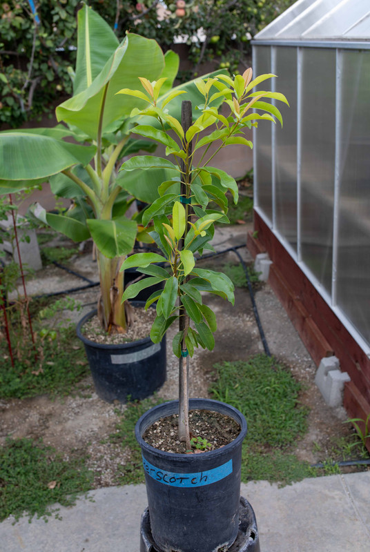 8U1A4108  Butterscotch Sapodilla Tree in #5 Pot (9-17-2022)