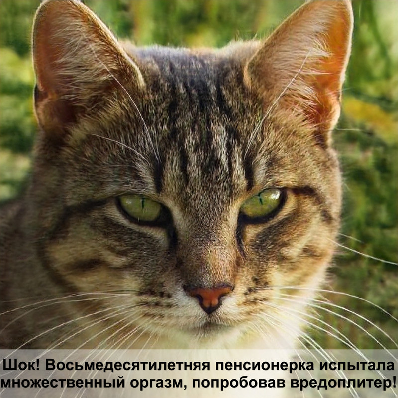 шотландский кот тигровый окрас