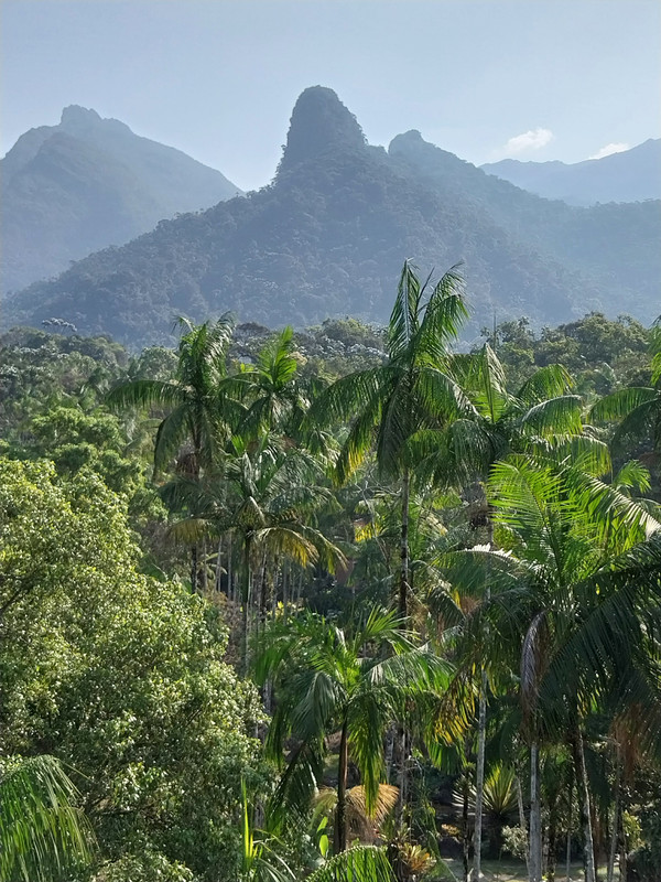 juçaral na floresta