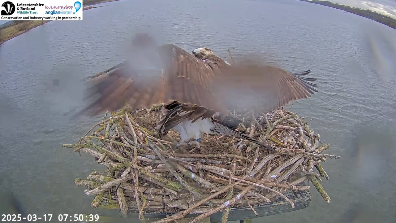 LRWT - Manton Bay Ospreys Live Webcam (Wide Angle) 12-17-24 screenshot