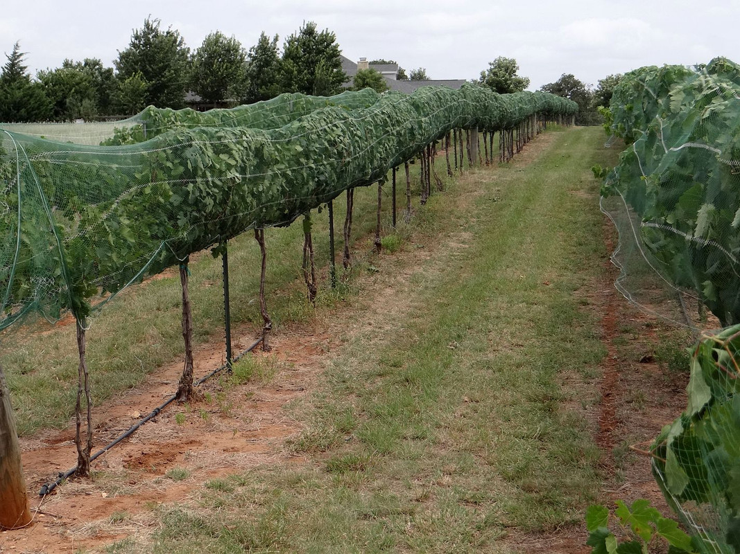 Netted merlot