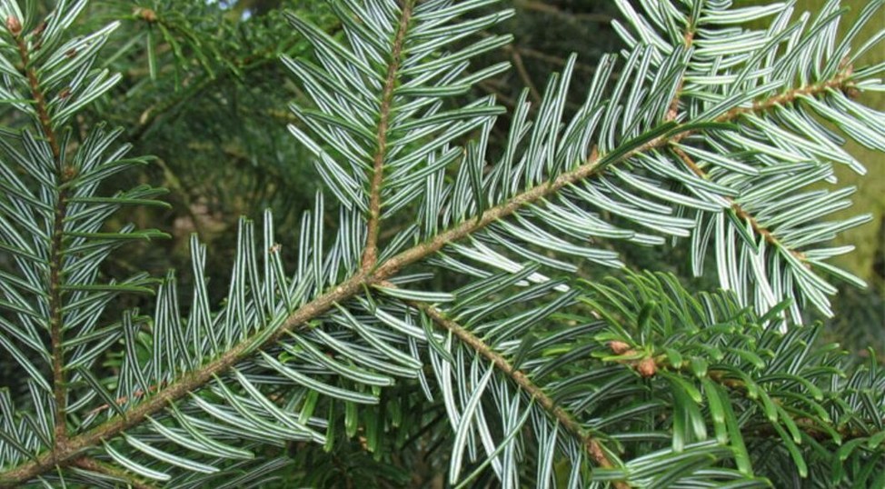 Пихта Нордмана, ветка