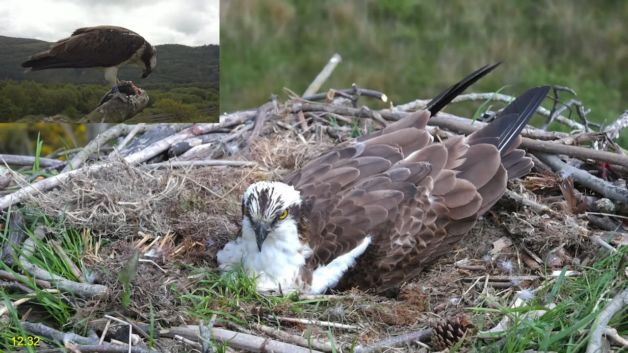 🦅 Dyfi Osprey Project (WALES)_ LIVE STREAMING 2024 in 4K 🦅 8-45-0 screenshot