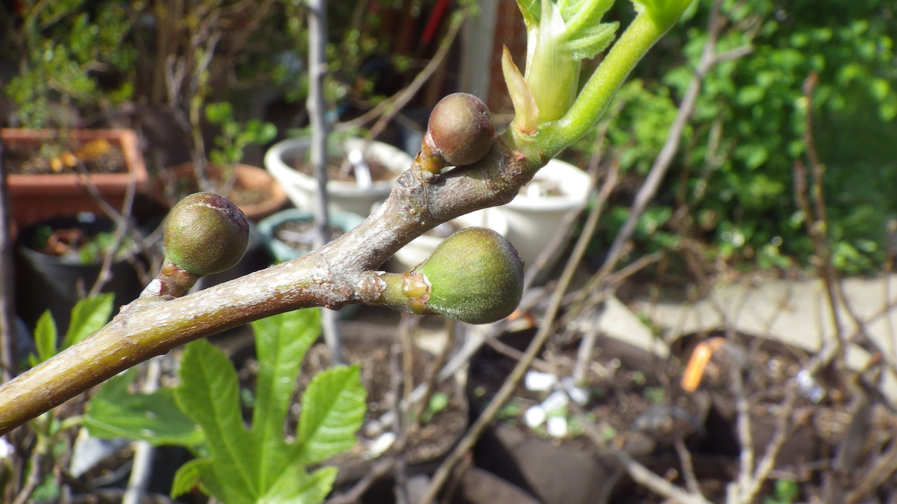 Fort Mill Dark breba 2020 05 19