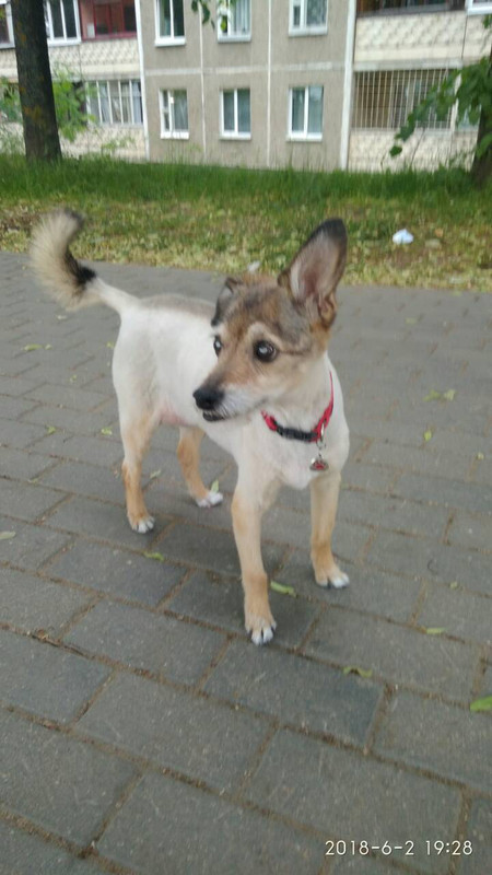 елочка после стрижки