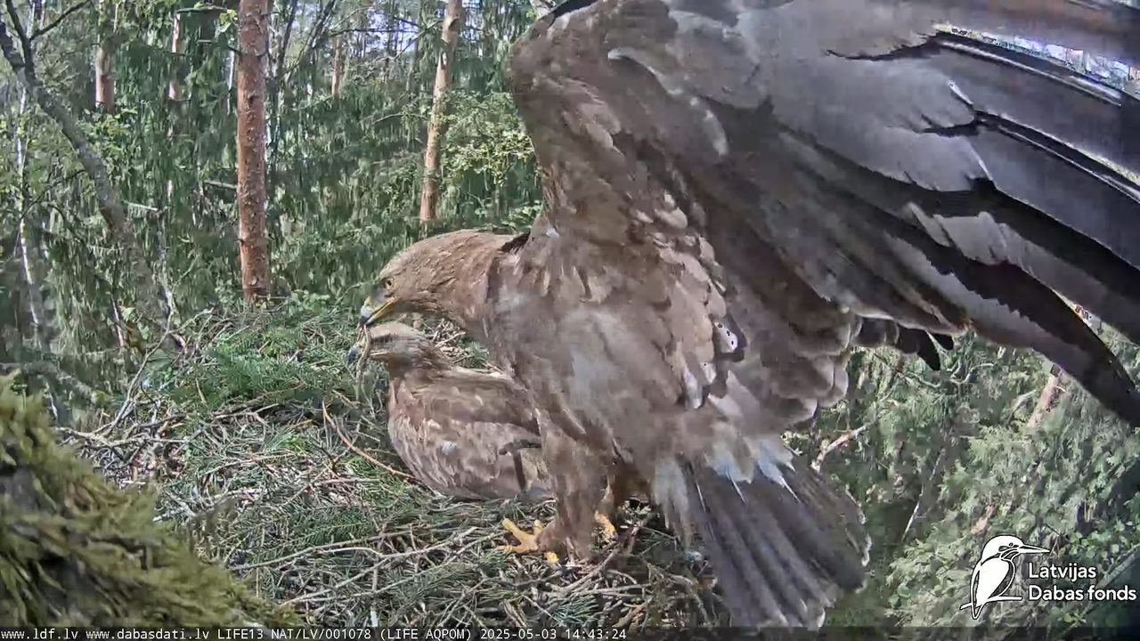 Mazais ērglis (Clanga pomarina), ligzda bērzā 10-14-14 screenshot