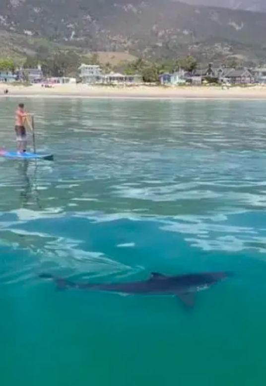 Tiburón blanco ataca a surfista en Australia; autoridades advierten a turistas