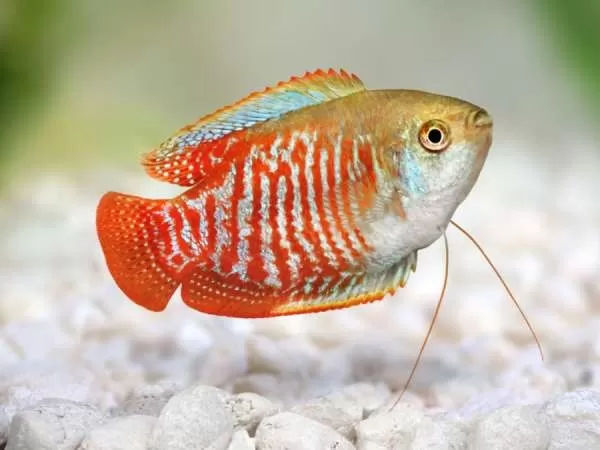 [Image: breeding-gourami-fish-12739-1-1710007597.webp]