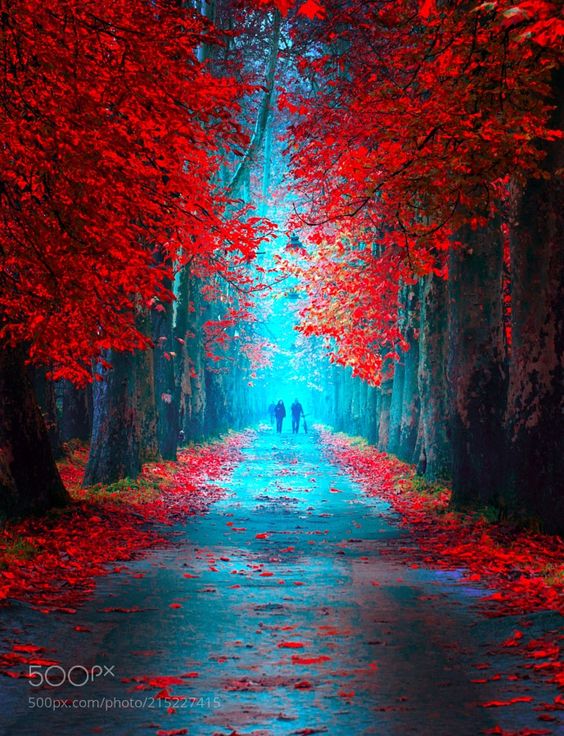 red-flower-path.jpg