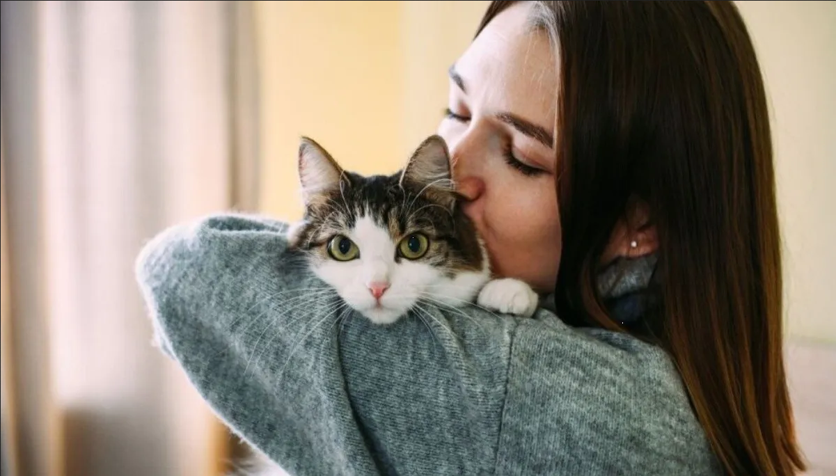 ¿Eres amante de los gatos? Gana $10,000 abrazando gatitos en Florida