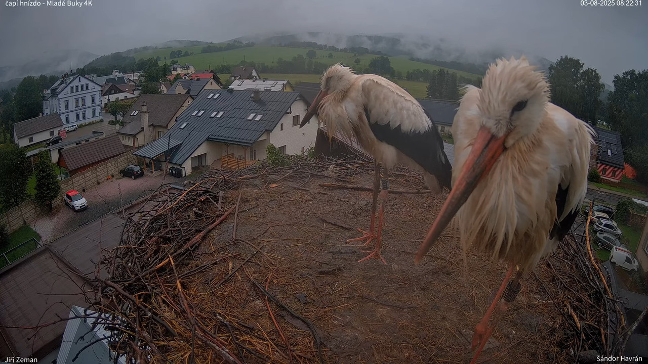 Živá kamera - Mladé Buky - čapí hnízdo 4K 10-8-46 screenshot