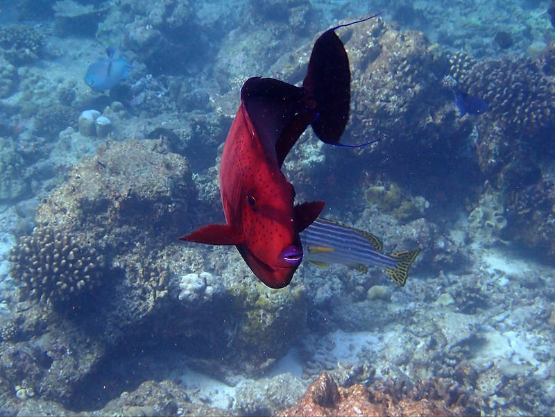 red-doctor-fish.jpg