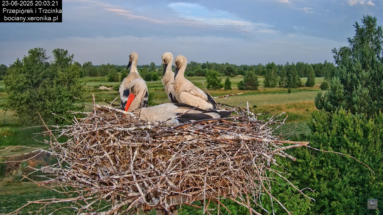 23062025bociany38