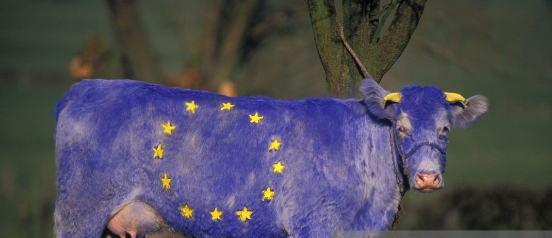 Screenshot 2021-10-30 at 17-09-57 Drapeau de la communauté européenne sur une vache en février 1989 