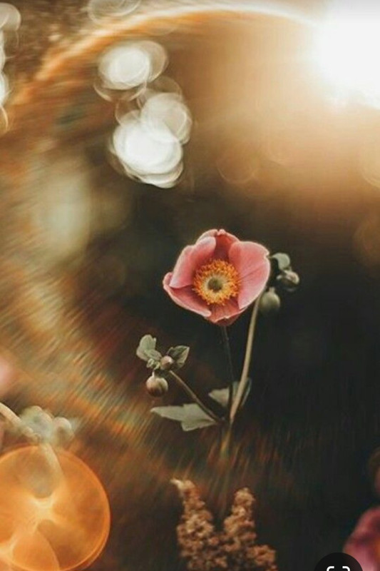 Screenshot_20240404_203716_Pinterest