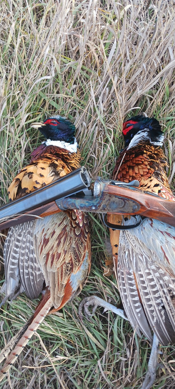 [Linked Image from i.postimg.cc]