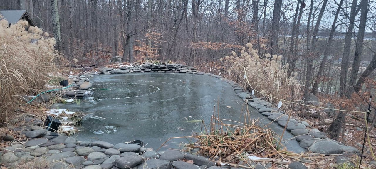 my pond