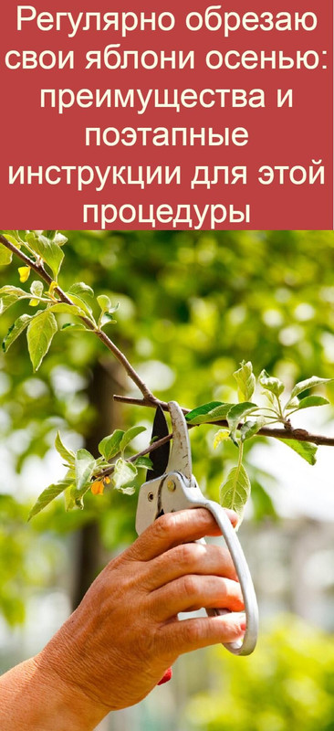 Правила мульчирования яблонь опилками для получения богатого урожая