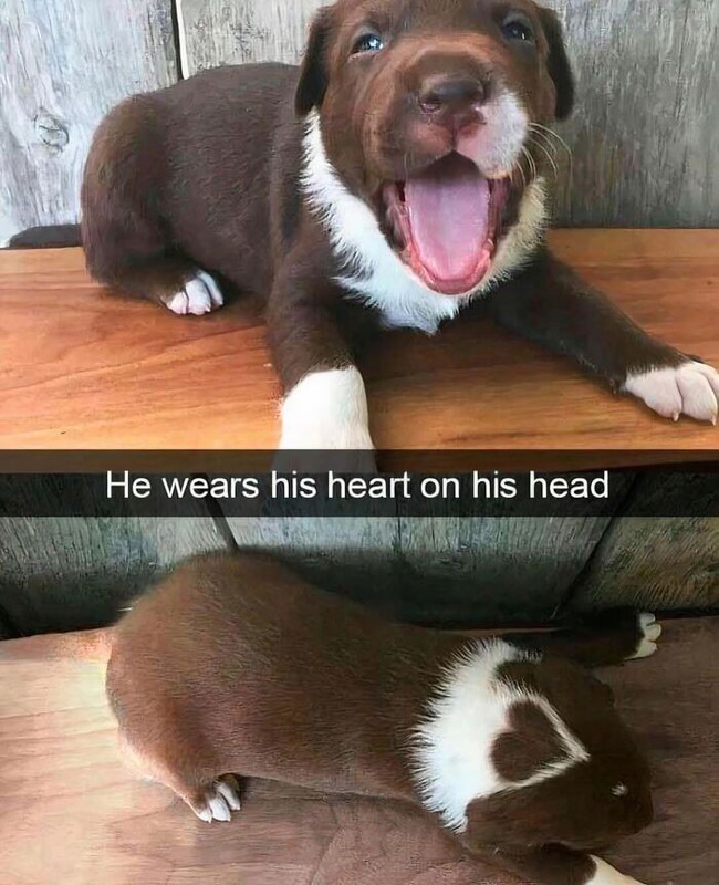 Bored-Pandabd05b01f-funny-cute-dog-memes.jpg