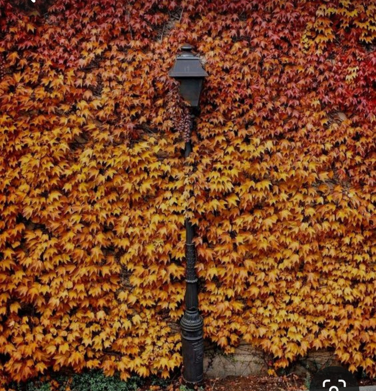 Screenshot_20231115_205348_Pinterest